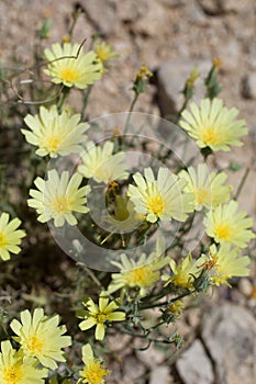 CALYCOSERIS PARRYI - TWENTYNINE PALMS - 050120 D