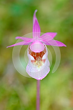 Calypso bulbosa, beautiful pink orchid, Finland. Flowering European terrestrial wild orchid, nature habitat, detail of bloom, Euro