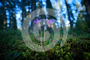 Calypso bulbosa, beautiful pink orchid, Finland. Flowering European terrestrial wild orchid, nature habitat, detail of bloom, gree