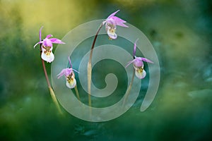 Calypso bulbosa, beautiful pink orchid, Finland. Flowering European terrestrial wild orchid, nature habitat, detail of bloom, gree