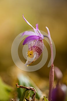 Calypso bulbosa - Fairy Slipper Orchid