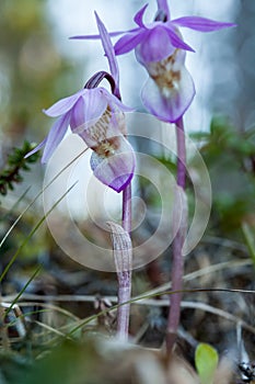 Calypso bulbosa flower