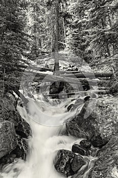 Calypso Cascades Forest Black and White