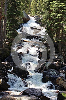 Calypso Falls tumbling over large boulders between rows of pine trees on the Wild Basin Trail in Rocky Mountain National Park