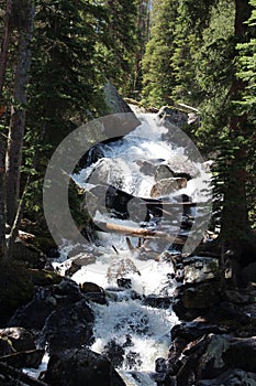 Calypso Falls tumbling over large boulders between rows of pine trees on the Wild Basin Trail in Rocky Mountain National Park