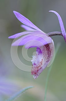 Calypso Orchid Calypso bulbosa, Pender Island, British Columbia