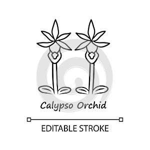 Calypso orchid linear icon. Thin line illustration. Exotic blooming flower. Fairy slipper with name. Calypso bulbosa