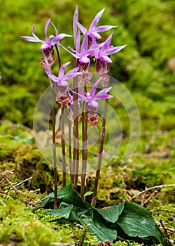 Calypso Orchids