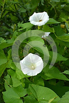 Calystegia sepium grows in the wild