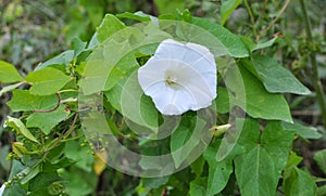 Calystegia sepium grows in the wild