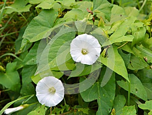 Calystegia sepium grows in the wild