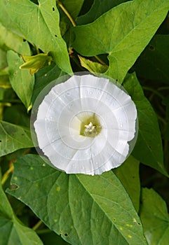 Calystegia sepium grows in the wild