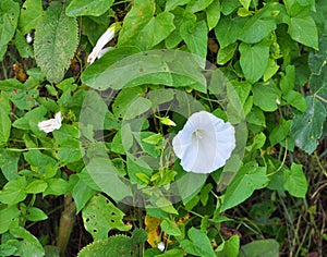 Calystegia sepium grows in the wild