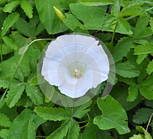 Calystegia sepium grows in the wild