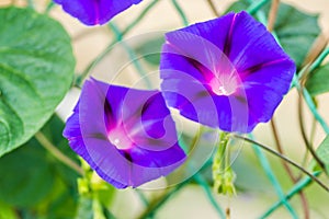 Calystegia sepium-Open purple flowers plants