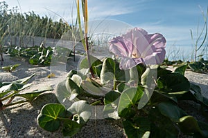 Calystegia soldanella photo