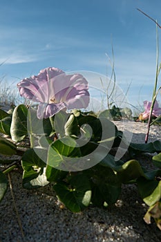 Calystegia soldanella photo