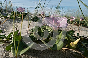 Calystegia soldanella photo