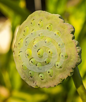 Calyx full of beautiful lotus seeds. In the morning, the yellow sun shines beautifully.