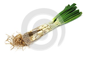 CalÃÂ§ots, catalan sweet onions