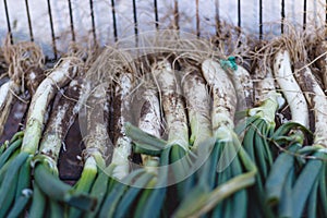 CalÃÂ§ots, a young Catalan onion. `Calcotada`. typical catalan food. They are eaten with sauce photo