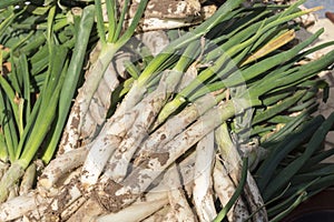 CalÃ§ots or grilled sweet onions in calÃ§otada, in Valls, Tarragona, Catalonia, Spain.