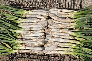 CalÃ§ots or grilled sweet onions in calÃ§otada, in Valls, Tarragona, Catalonia, Spain.a