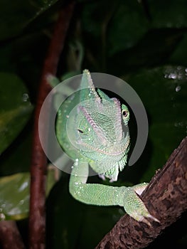 Camaleon photo