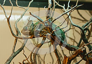 Camaleon perched on the branches inside a captive terrarium photo