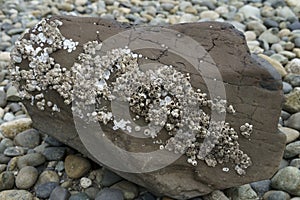 Camano Island State park Washington photo