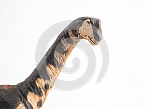 Camarasaurus Dinosaur on white background