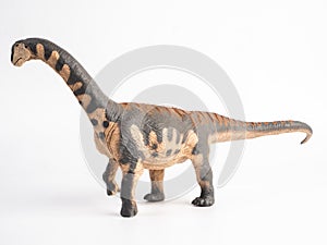 Camarasaurus Dinosaur on white background