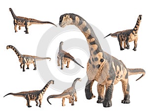 Camarasaurus Dinosaur on white background