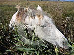 Camargue