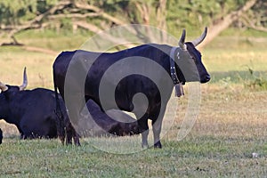 Camargue Black Bulls
