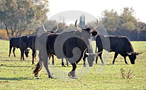 Camargue bulls