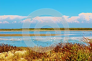 The Camargue Delta, France.