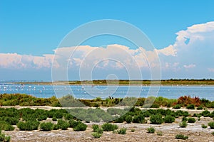 The Camargue Delta, France.