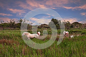 Camargue, France: white horses grazing in the wetlands