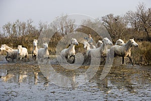 Camargue, Gardian with Herd standing in Swamp, Camargue in the South of France photo
