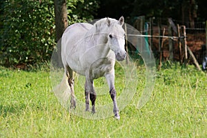 Camargue horse