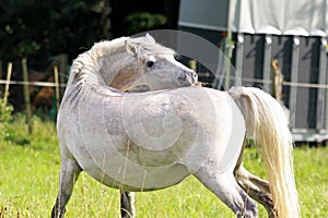 Camargue horse photo