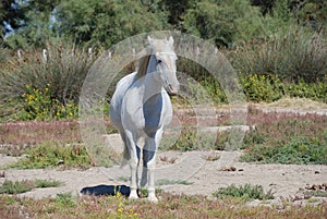 Camargue horse