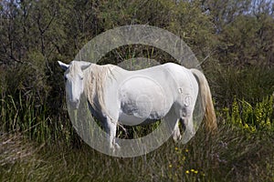 Camargue horse