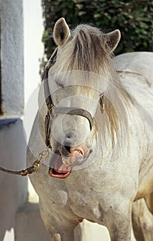 CAMARGUE HORSE, ADULT NEIGHING