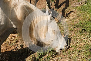 The camargue horse is a small but robust looking animal