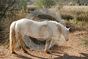 The camargue horse is a small but robust looking animal