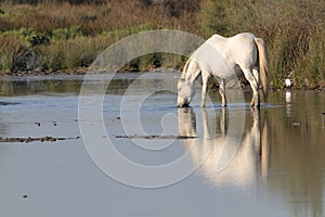 Camargue horse drinking in a pond