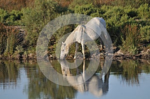 Camargue horse drinking at a pond