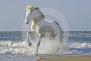 Camargue Horse Galloping on the Beach, Saintes Marie de la Mer in the South of France